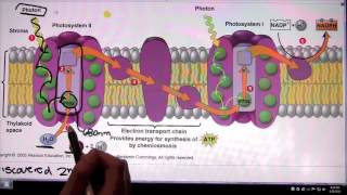 Photosystem 2 and Photosystem 1 [upl. by Friday791]