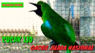 CUCAK IJO GACOR JUARA NASIONAL [upl. by Katya]