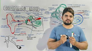 Structure and Function of Human Ear Anatomy and Physiology of Ear [upl. by Shiller]