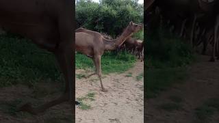 camel running the slow motions animals desert wildlife camelride thardesert [upl. by Ecnahs]