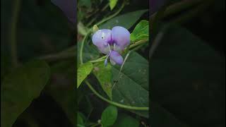 Vigna Unguiculata Fabaceae family nature trending garden forest gardening gardenplant flora [upl. by Aelem]