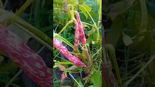 Fagioli borlotti in fase di maturazione farming nature [upl. by Jaine132]