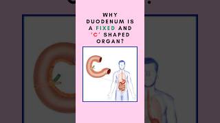 Why duodenum is a fixed and ‘C’ shaped organ Anatomy of duodenum shorts duodenumanatomy [upl. by Attebasile]