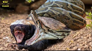 30 Moments Of Honey Badger Fighting With An Injured Python What Happened Next [upl. by Kenji431]