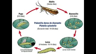 Manejo de la polilla de la col  Agricultura Necesaria [upl. by Asnerek]