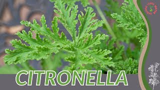 CITRONELLA How to Grow in 1 Minute History Growing Nutrition Companion Planting [upl. by Wareing]