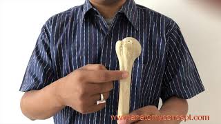 Humerus  Side determination And Anatomical Position  Biswapriya Sinha [upl. by Meir]