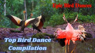 Dancing Birds  Fun and Playful Bird Dance Compilation [upl. by Thia]