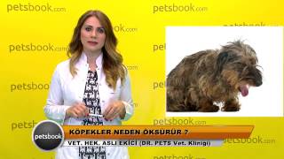 Köpekler neden öksürür [upl. by Htebilil426]