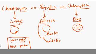 chondrocytes vs adipocytes vs osteocytes [upl. by Roeser808]