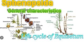 biology  Sphenopsida General Characteristics and Life cycle of Equisetum [upl. by Adnawak]