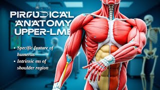 Anatomy Practical of MSK upper limb part 3 [upl. by Aloisia36]