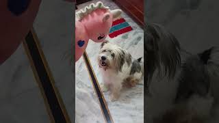 Aaj se video Banna bannd 🤣🤣 maggie funny comedy dog trending youtubeshorts shorts viral [upl. by Rebmyk]