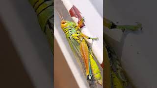 Grasshoppers in Action Incredible Footage of Their HighFlying Jumps [upl. by Yerdna]