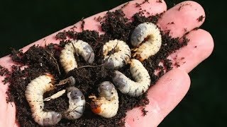 How to Control Grubs in Blueberries Organic amp Conventional Methods [upl. by Yvon]