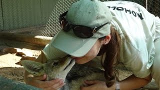 Cuddling and playing with orphans jackals [upl. by Philbrook]