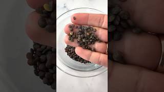 Health Benefits of Lentils this is not medical advice [upl. by Weinhardt]