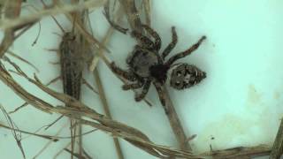 Jumping Spider Catches a Silverfish [upl. by Oranneg]