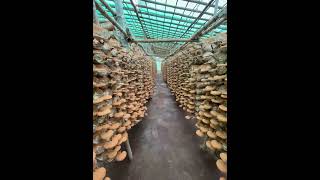 Ganoderma Reishi  Mushroom Production in india at Gujarat  surat [upl. by Hadias]