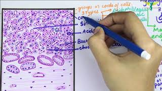 Histology of Pituitary gland \ Hypophysis Cerebri [upl. by Anaihs928]