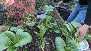 Garden updates harvesting some vegies fruits admiring the leaf colour of Amelanchier Canadensis [upl. by Denney545]