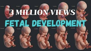 Fetal Development Month By Month  Development Of Baby in The Womb  Life Before Birth [upl. by Akimas835]