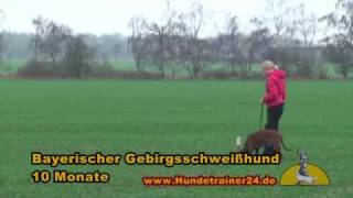 Fährtenarbeit mit dem Bayerischen Gebirgsschweißhund Beryll [upl. by Sisto]