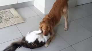 Golden Retriever Dog and Maine Coon Cat playing [upl. by Ibot639]