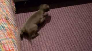 8 week old italian greyhound puppy learning how to play ball [upl. by Teyut]