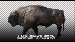 European Wood Bison Wisent walking Isolated animation Alpha channel [upl. by Yong]