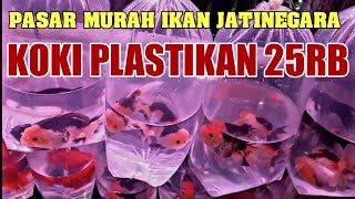 LAPAK VIRAL MAS KOKI  HARGA MURAH SIZE BESAR KUALITAS BAGUS  HARGA IKAN MAS KOKI DI JATINEGARA [upl. by Kenon]