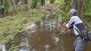 BERBURU IKAN GABUS BESAR SAAT MUSIM PENGHUJAN  PERJUNGAN PAK PETANI MENYELAMATKAN IKAN GABUS [upl. by Jory908]