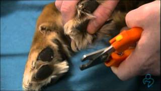 Willard Vet Tutorial How to clip your dogs nails [upl. by Meryl214]