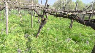 Some of the worlds oldest grape vines Sannio Campania Italy [upl. by Pohsib350]