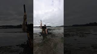 Enjoying Charlestons mud flats clam outdoors [upl. by Aissela]