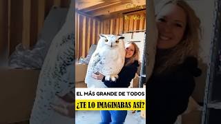 BÚHOS EXÓTICOS Secretos y Curiosidades que Te Sorprenderán 🦉🌟 Búhos Curiosidades ElArcaDelSaber [upl. by Anifled728]