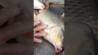 Fish Market modho badda Dhaka shortvideo 2024 [upl. by Enilraep]