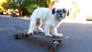 Skateboarding Dog Song [upl. by Eedia]