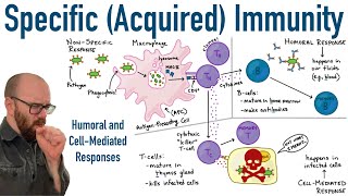 Specific Adaptive Immunity  Humoral and CellMediated Responses [upl. by Mcgannon]