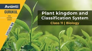 11B03  Plant Kingdom  Classification system Class 11 Biology  Urvashi Mam [upl. by Ahcim384]