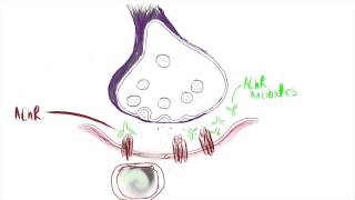 Physiology of Myasthenia Gravis [upl. by Cece]