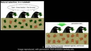 The Theory of Evolution in 2 Minutes [upl. by Yevrah]