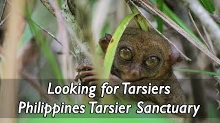 Meet Tarsier Man Carlito Pizarras at The Philippines Tarsier Sanctuary [upl. by Treharne]