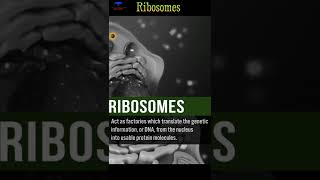 The Ribosomes Biological short video  shorts ribosomes [upl. by Suoiluj]