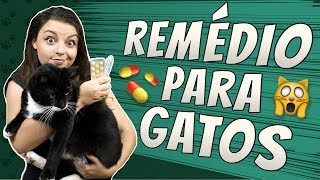 Como dar remédio para Gato  DICA DE GATEIRA 8 [upl. by Annocahs]