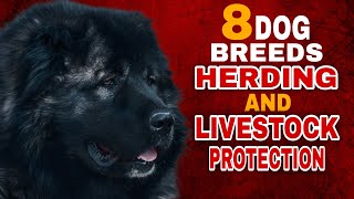 8 Top Dog Breeds for Herding and Livestock Protection [upl. by Aekerly981]