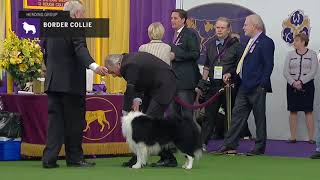 Border Collies  Breed Judging 2019 [upl. by Zeiler]