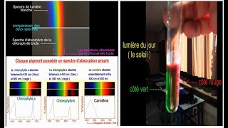 2eme partie IIPropriétés des pigments chlorophylliens [upl. by Malinde]