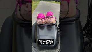 A pair of pigs dressed in pink helmets goggles and metallic jackets ride in a sidecar in Florida [upl. by Kawai]