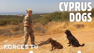 🐶 Inside Cyprus Military Working Dog Troop 🚁  Forces TV [upl. by Jamal]